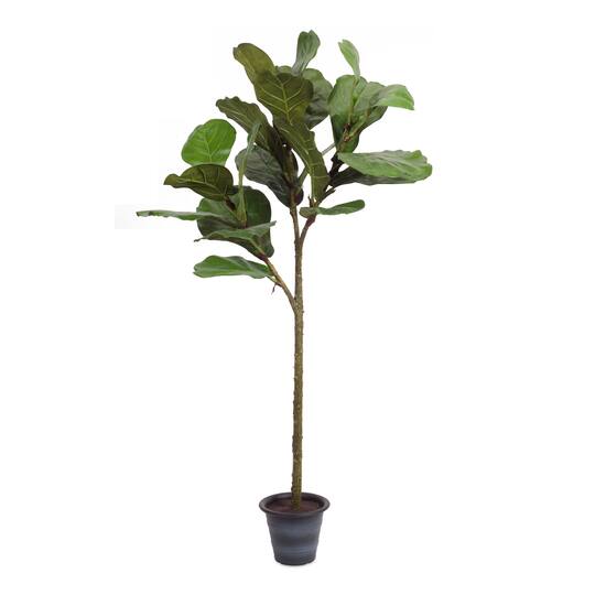 4ft. Potted Fiddle Leaf Fig